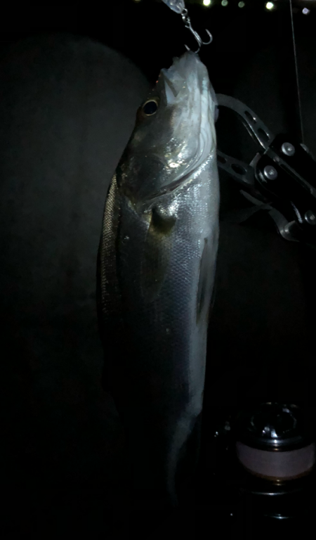 まずまずメバリング