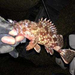 貧果から脱出です