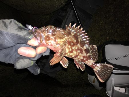 貧果から脱出です