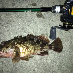 週末メバリング