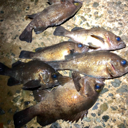 寒空風裏メバリング