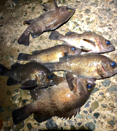 寒空風裏メバリング