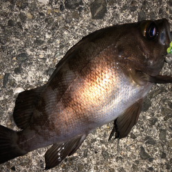 サイズはgood、数はbad。