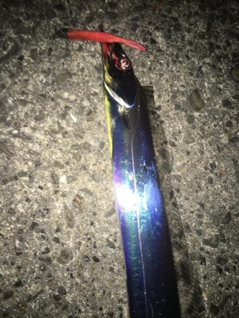 メバリングのはずが…