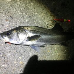 延べ竿でシーバス