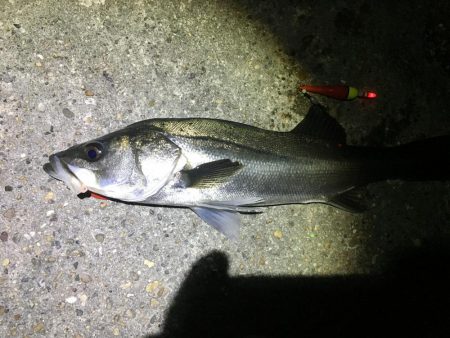 延べ竿でシーバス