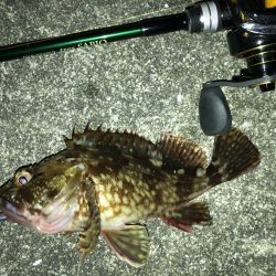 湾奥メバリング