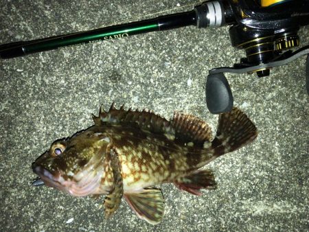 湾奥メバリング