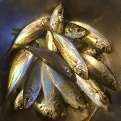 スズキ釣り ~代わりにアジ26匹~