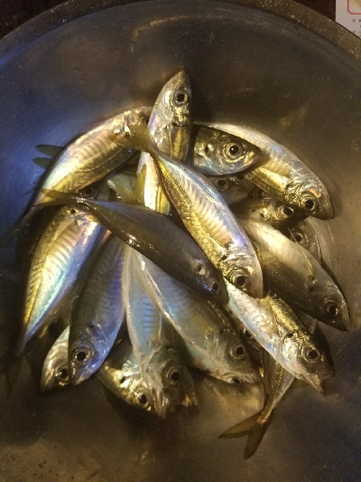 スズキ釣り ~代わりにアジ26匹~