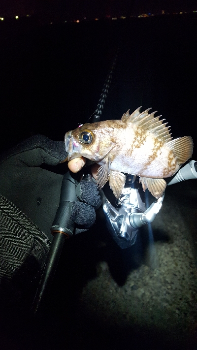 メバルを求めて！