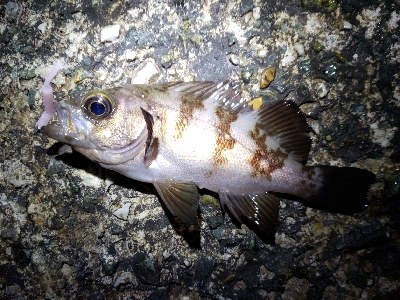 少しパターンが変わった?