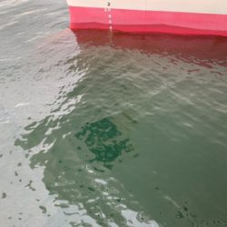 お久シーバス❤️