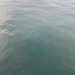 娘チョコレートと頑シーバス♫