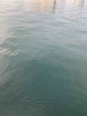 娘チョコレートと頑シーバス♫