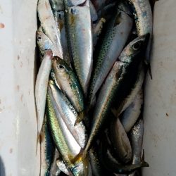 サバ釣り　～入れ食いだった～