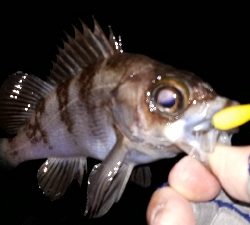 強風でもメバリング