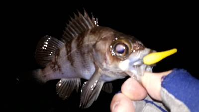 強風でもメバリング