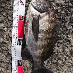 テトラでフカセ