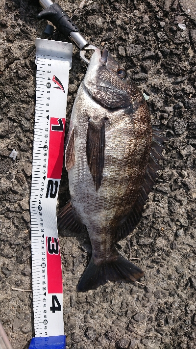 テトラでフカセ