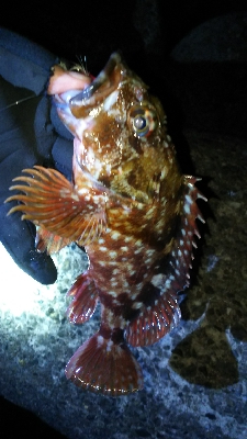 今年２回目の釣り
