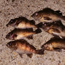 プラグ縛りの釣行