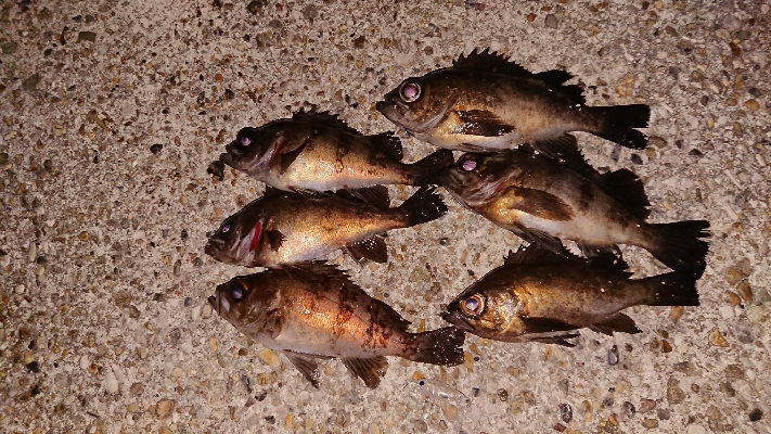 プラグ縛りの釣行