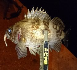 アジングに来てみたが・・・