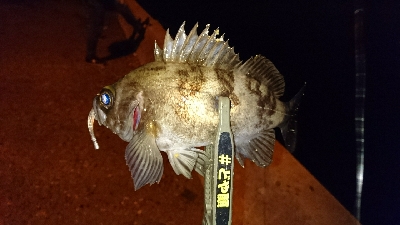 アジングに来てみたが・・・