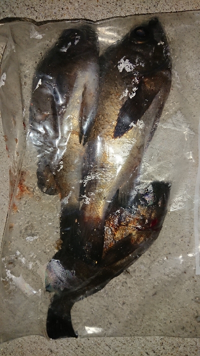 メバリング修行