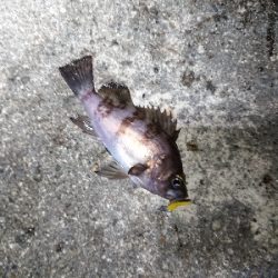 短時間メバリング