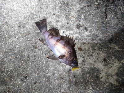 短時間メバリング