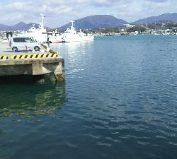 今年初ヒラスズキ！