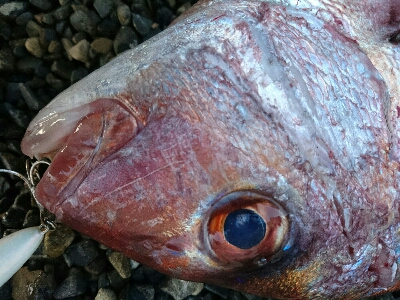 赤い彗星。ショア真鯛とヒラスズキゲット