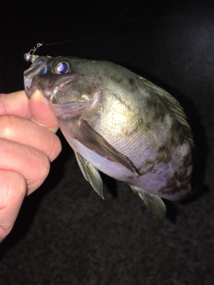 強風でもなんとかキャッチ