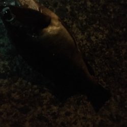 深夜メバリング