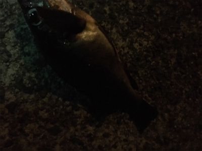 深夜メバリング