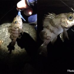 フィッシングショー大阪からのメバリング