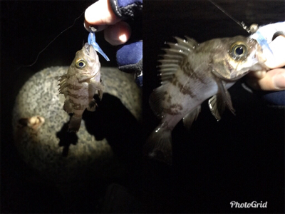 フィッシングショー大阪からのメバリング