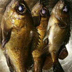 メバルプラッキングゲーム