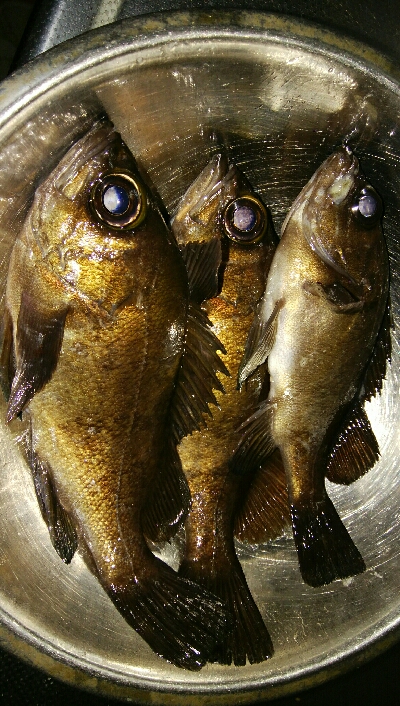 メバルプラッキングゲーム