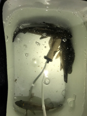 メバリング楽し!