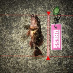 イソメでガシラ