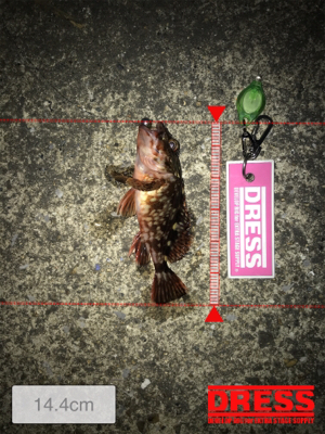 イソメでガシラ