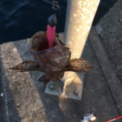 アジキュートでカサゴ