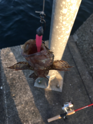 アジキュートでカサゴ