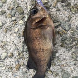 激渋メバリング(ーー;)