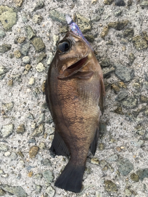 激渋メバリング(ーー;)