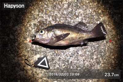 プラグ⁉︎ワーム⁉︎