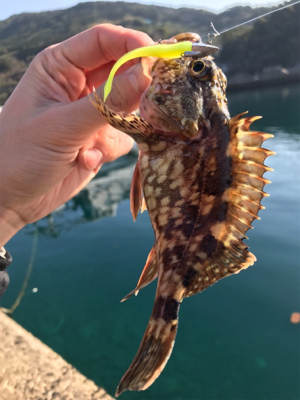 水俣港ライトゲーム